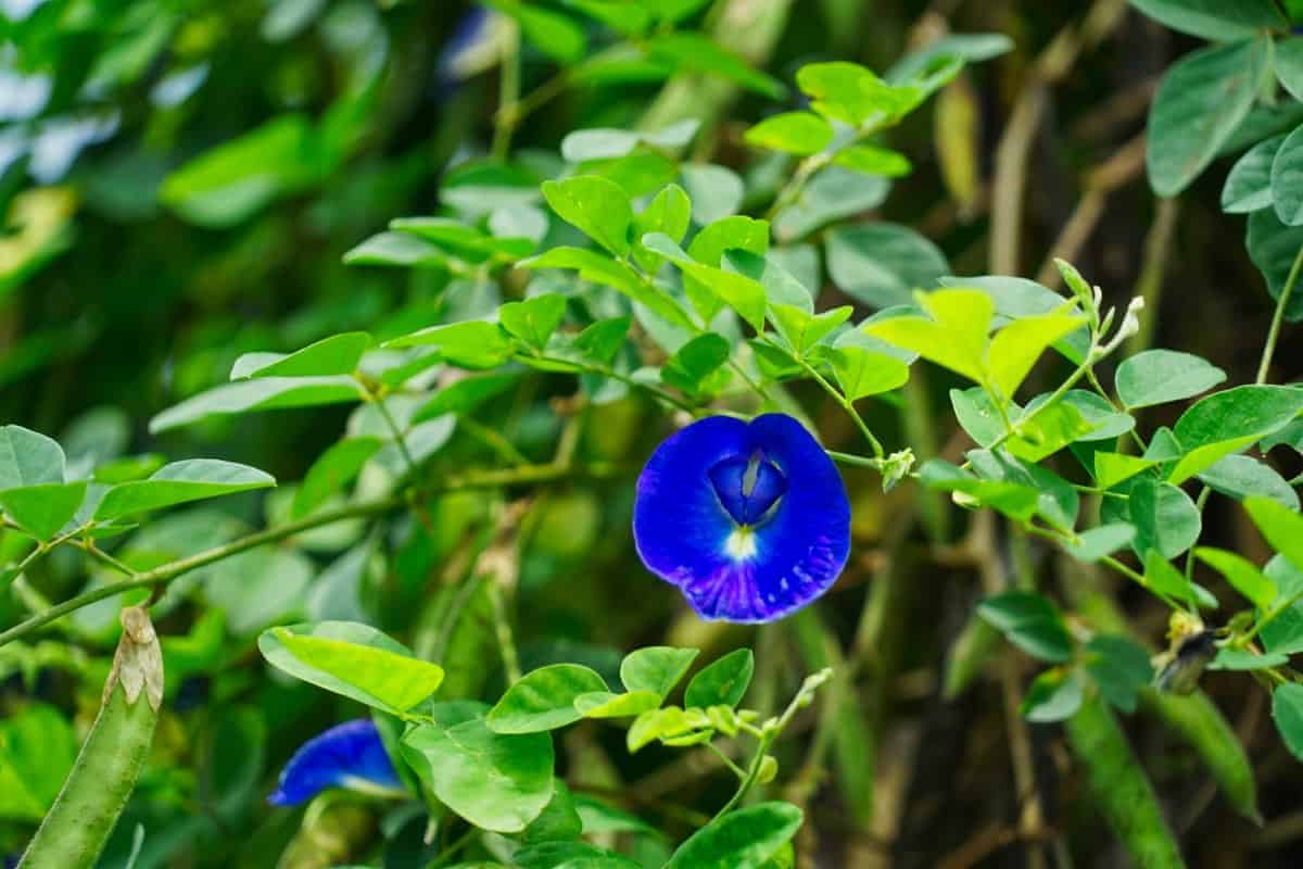Geheimnis Farbwechselgin Und Clitoria Ternatea Ginnatic